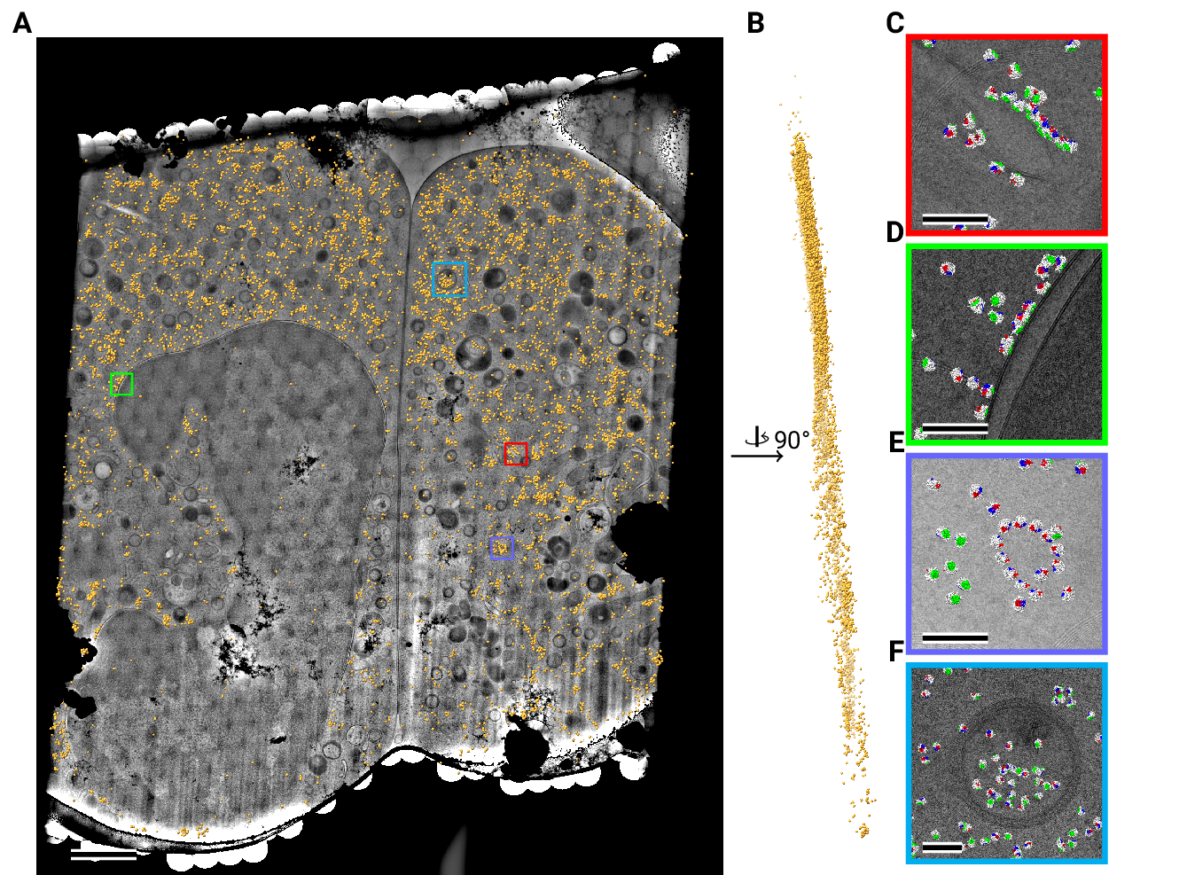 Figure 4: Template matching in lamella imaged using the DeCo-LACE approach at eucentric focus (A) Montage of Lamella_\textrm{EUC} 1 overlaid with detected targets colored in orange. Scalebar corresponds to 1 μm. (B) Side view of detected targets in the lamella, such that the direction of the electron beam is horizontal. (C-F) Magnified area of panel A showing rough ER with associated ribosomes (C), outer nuclear membrane with associated ribosomes (D), ribsomes arranged in a circular fashion (E), ribosomes enclosed in a less electron dense inclusion in a granule (F). Ribosomes are colored in white with the surface of the peptide exit tunnel colored in green and the A, P, and E sites colored in blue, purple, and red, respectively.Scalebar corresponds to 100 nm.