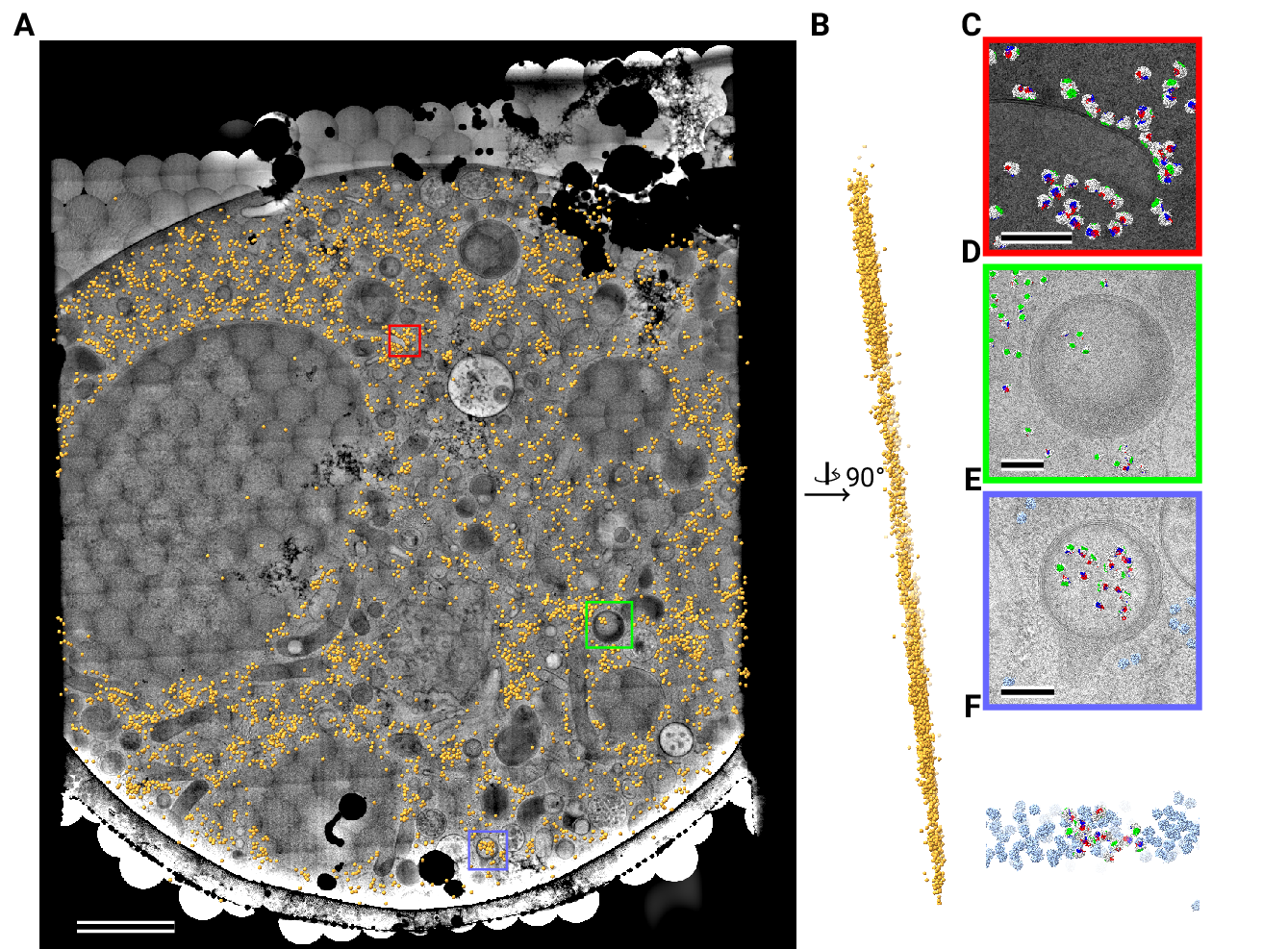 Figure 5: Template matching in lamella imaged using the DeCo-LACE approach at fringe-free focus (A) Montage of Lamella_\textrm{FFF} 4 overlaid with detected targets colored in orange. Scalebar corresponds to 1 μm. (B) Side view of detected targets in the lamella, such that the direction of the electron beam is horizontal. (C-E) Magnified area of panel A showing rough ER with associated ribosomes (C) and ribosomes enclosed in a less electron dense inclusion in a granule (D,E). (F) Side view of panel E. Ribosomes are colored in white with the surface of the peptide exit tunnel colored in green and the A, P, and E sites colored in blue, purple, and red, respectively. Scalebar corresponds to 100 nm.